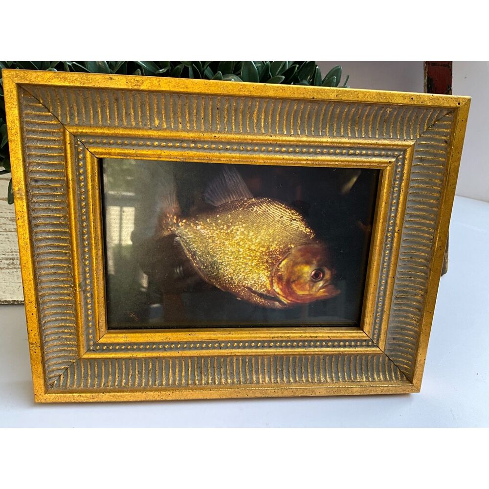 Incredible vintage fish print Red Bellied Piranha in gold frame cool art piece